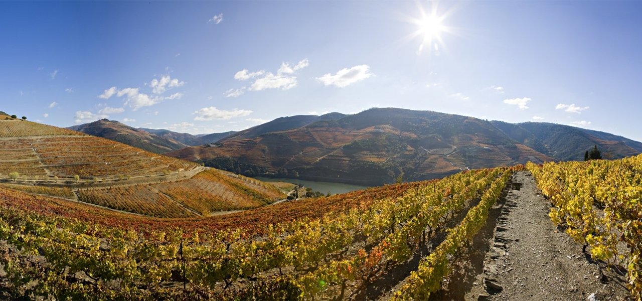 vineyards quinto nova